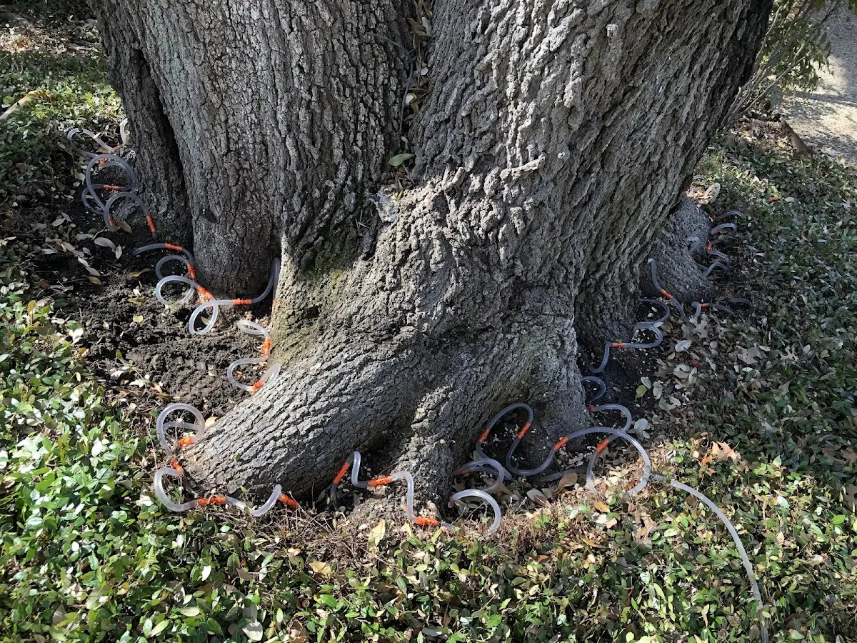 Detailed Tree Cabling and Bracing job site in Parma