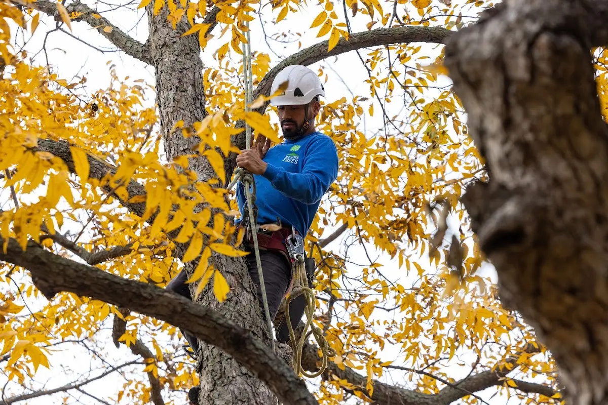 Skilled Storm Damage Cleanup crew working in Parma